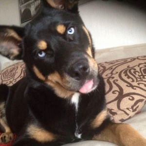 Meet your Posher, Brahmleen